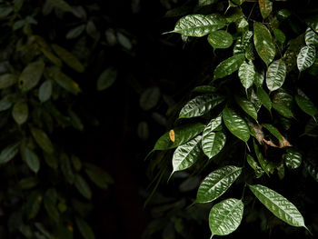 Close-up of raindrops on leaves