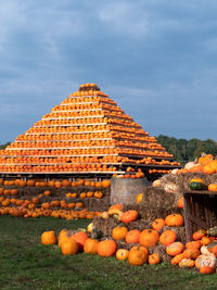 View of pumpkins on field against sky