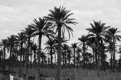 Palm trees on field against sky