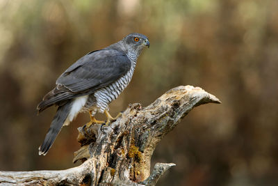 Close-up of bird perching on branch