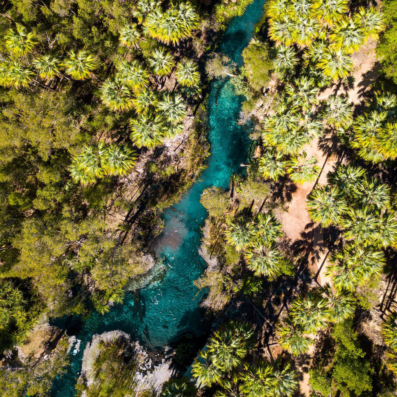 tree, nature, plant, water, no people, land, beauty in nature, high angle view, day, scenics - nature, green color, forest, growth, environment, tranquility, outdoors, tranquil scene, sea, aerial view, pollution