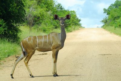 Horse standing on road amidst trees