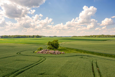 View from above on lonely tree with shadow in a green field and sky with clouds in the background