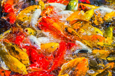 High angle view of fish in plate