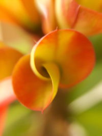 Close-up of flower blooming outdoors