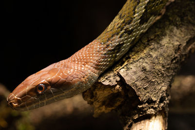 Close-up of lizard on tree trunk