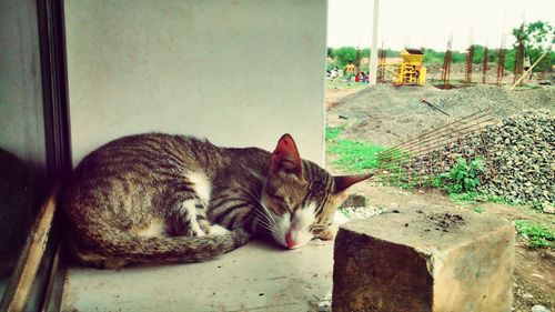 Cat resting on floor