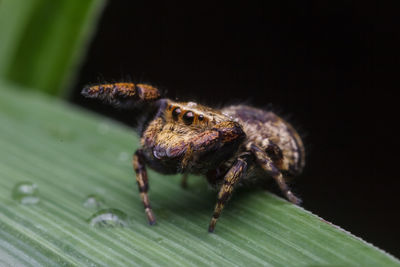 Close-up of spider