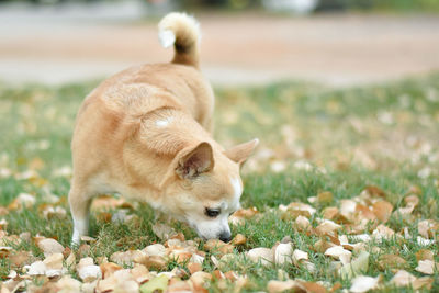 View of a cat on field