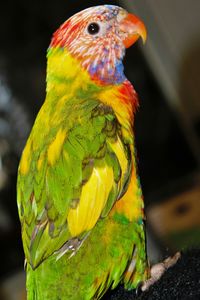 Close-up of parrot