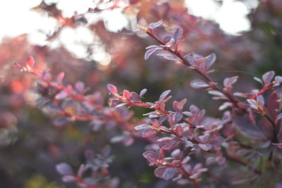 Close-up of pink flowering plant