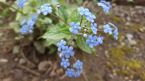 Close-up of fresh flowers on tree