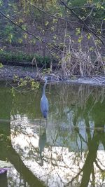 High angle view of gray heron by lake