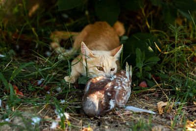 Ginger young domestic cat bites a captured pigeon on green grass in the garden.
