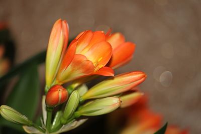 Close-up of orange tulip flower