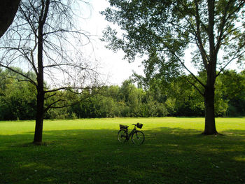 Trees on grassy field