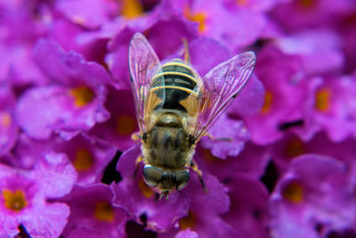 Close-up of bee pollinating on flower