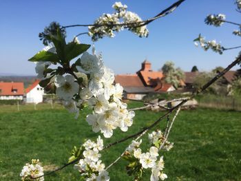 Close-up of cherry blossoms against sky