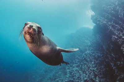 Close-up of sea lion swimming underwater