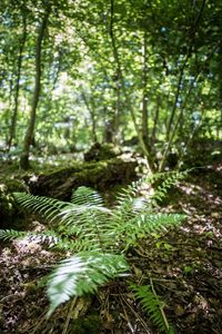 Close-up of plants growing in forest