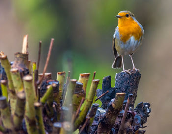 Close-up of bird perching outdoors