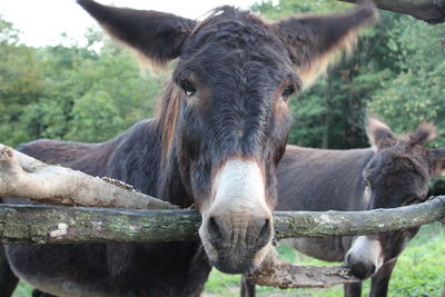 Portrait of a donkey