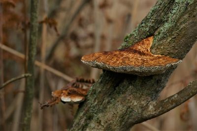 Close-up of lizard on tree trunk