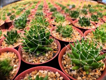 Full frame shot of succulent plants