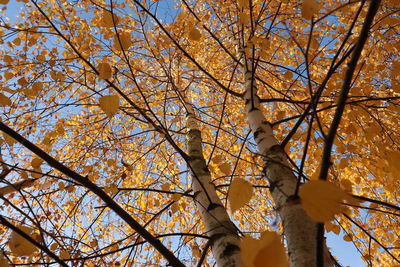 Low angle view of trees against sky during autumn