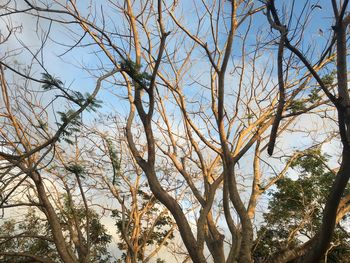 Low angle view of trees against sky
