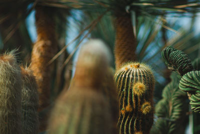 Close-up of cactus plant