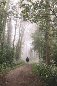 Rear view of man walking amidst trees in forest