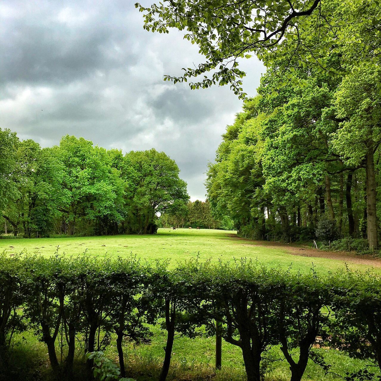 tree, green color, growth, sky, tranquility, tranquil scene, agriculture, nature, field, beauty in nature, landscape, rural scene, cloud - sky, scenics, grass, green, lush foliage, cloudy, farm, cloud