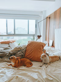 Cat sitting on window