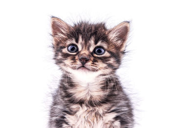 Close-up portrait of a kitten