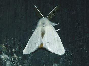 Close-up of white flowers