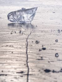 Close-up of dry leaf on wood