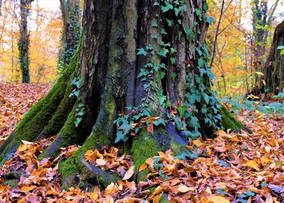 Sunlight falling on autumn leaves in forest