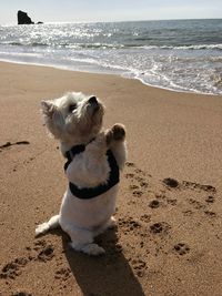 West highland terrier on beach saying please