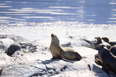 Sea lions on beach