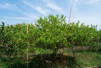 View of vineyard against sky