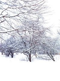 Low angle view of bare trees against sky