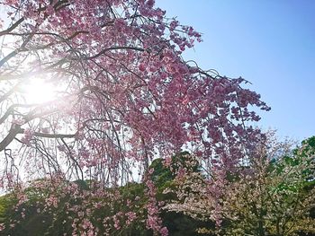 Low angle view of cherry blossoms against sky