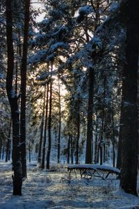 Trees on snow covered field in forest