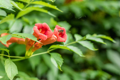 Close-up of pink rose plant