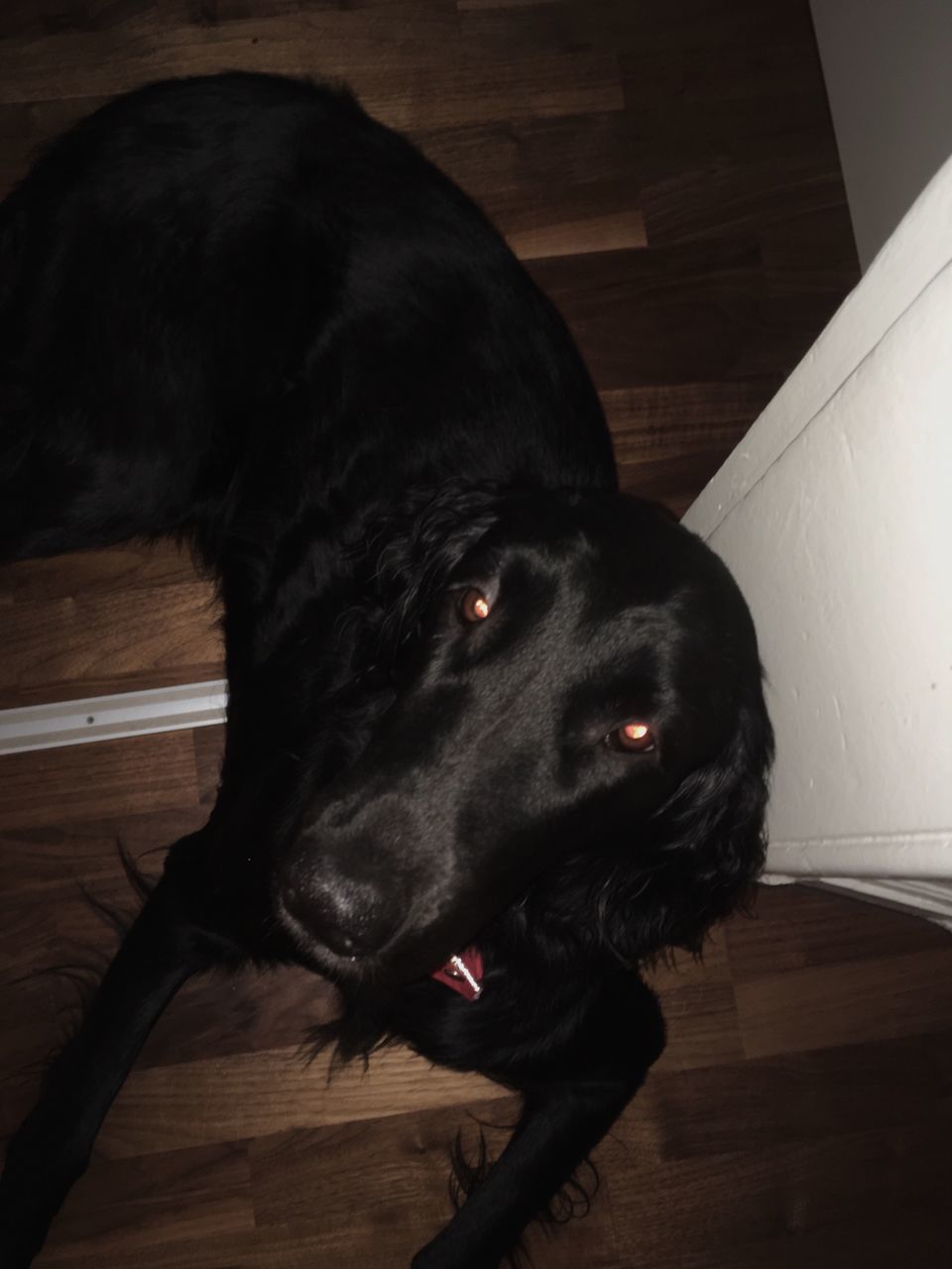 CLOSE-UP OF DOG SLEEPING ON FLOOR