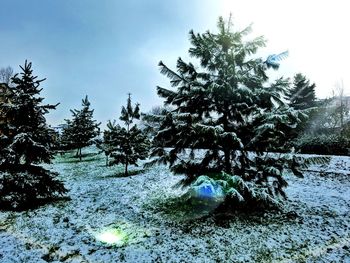 Trees on snow covered landscape against sky