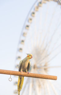 Selective focus cockatiel nymphicus hollandicus beautiful adorable bird on wooden stand.