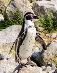 Humboldt penguin enjoying the sun