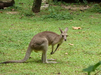 Side view of a sheep on field